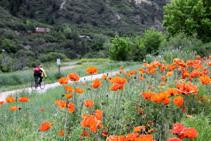 Biker on trail